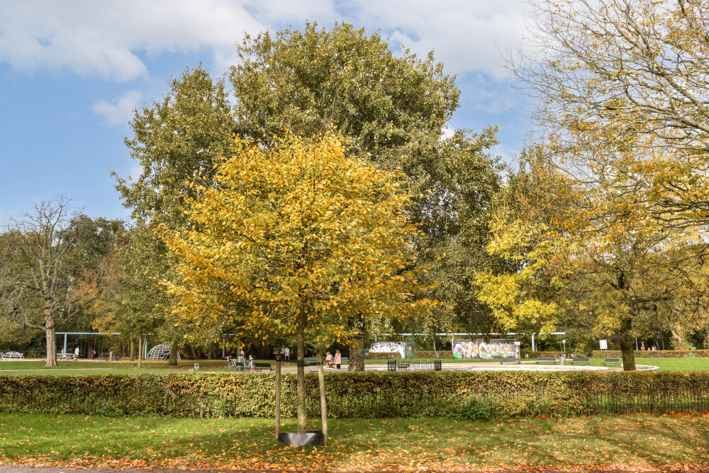 Foto 45 1000w